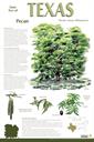 State Tree of Texas Pecan Carya illinoensis